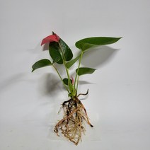 수경식물 프렌즈 안스리움 로즈핑크 1촉 2022 새상품/수경재배식물