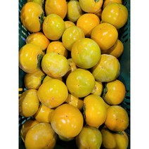 [루디번니] 경남 수확 단감 2.5/5kg 감 경남감 경남 감 경남단감 저탄소 단감 저탄소 감, 저탄소 단감 2.5kg/중/13-18과 내외