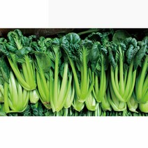 야채왕 비타민 채소 이유식 다채, 비타민 500 g, 1개