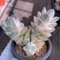 [다육이아지트]기천금, 1개
