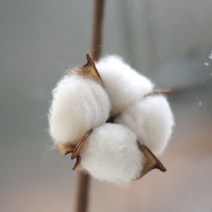 목화꽃 드라이플라워