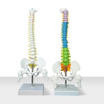 디테일 척추모형 요추 경추 모형 45cm, 기본형