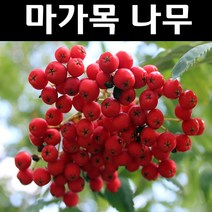 차빛당마가목 나무 묘목 실생2년 뿌리묘 5개/정원/공원/조경수