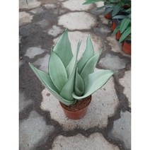 산세베리아 문샤인3촉/은은한 에메랄드색, 1개