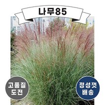 (나무85) 억새 모닝라이트 7치 화분