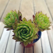 러브코리아 에오니움 3두 키우기 쉬운 실내 다육 랜덤발송3-30, 단품, 1개