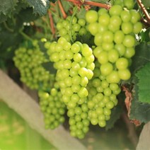 목하원예조경 포도나무 묘목 샤인머스켓나무 망고포도 결실주 분