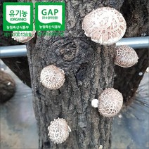 [하늘마음](무료배송)양양 유기농 참나무 원목재배 생표고버섯(1Kg), 중품(향고), 1개