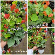 부겐베리아 오렌지 진진핑크 랜덤 공기정화식물/미세먼지/공기정화효과 공기정화식물