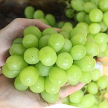 애플포도 맛좋은 애플청포도 씨없는청포도 2kg, 1박스
