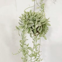 행잉 플랜트 디시디아 / 코코넛 수염틸란드시아 / 하트식물 / 이오난사 공중식물 / 키우기쉬운식물, 이오난사 코코넛 틸란드시아