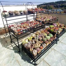 다육이 선인장 정리 진열장 공기정화 후레뉴 샴페인, 100X60X120 3단