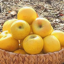 시나노골드 황금사과 2kg 특대 경북 청송 프리미엄 고당도 사과, 시나노골드 황금사과 2kg(특대정품 5~6과내외)