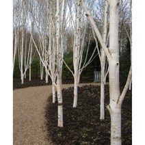 봄바람마켓 잭큐몬티자작 도랜보스 꼼꼼한포장 자작나무 백자작, 1개