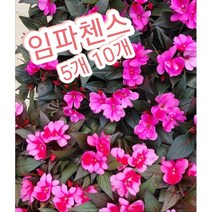 임파첸스 5개 10개/월동최강 뉴기니 봉선화