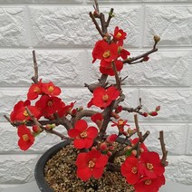 홍천조38 명자나무 - 노지월동, 1개