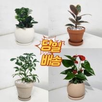 개업화분 개업화분당일배송 금전수 개업꽃배달당일배송 승진스투키 행운목개업 스투키배송 개업축하화분 소형 탁상용 사무실 카페 승진 축하 배달 취임 식당 저렴한 당일배송, 4.테이블야자, 1개, 직접배송서울/구리/하남/성남/과천/안양/의왕/군포/광명