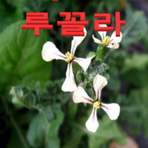 (성실농원A)로켓 루꼴라 화분(소)2개 식용 허브식물