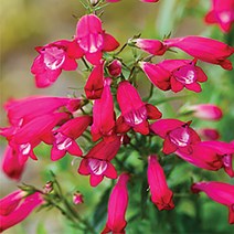 시즌플라워 [어린묘]펜스테몬-카릴로 레드