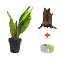 DIY 마이플랜츠 청크유목 미크로소리움, 없음