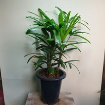 [나인에잇틴]관음죽 실속형 공기정화식물149