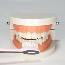 인체 과학 장난감 치과 충치 교육용 구강 치아모형