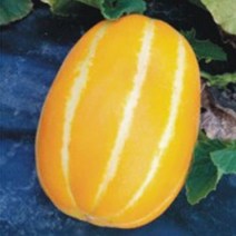 과일 하니 꿀 참외 키우기 채소 씨앗 종자 씨앗 50립 번호 31998EA, 본상품선택