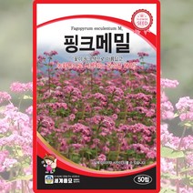 핑크메밀 씨앗 핑크메밀 씨 종자 50립, 단품