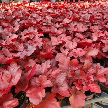 봄바람가든 휴케라 포에버레드 10cm포트 꼼꼼한포장 노지월동식물 다년초 음지식물