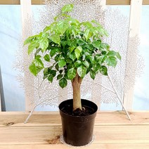 [용플라워] 행운을 불러오는 녹보수 외목대(중품)