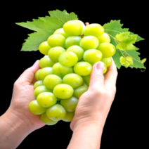 갤러리농장 블랙라벨 미친당도 18brix이상 산지직송 샤인머스켓 에어포장 백화점퀄리티, 실속형2kg, 1개