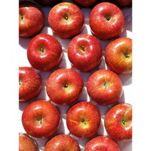 전북장수사과 부사사과 5kg 18과 2022 햇사과 단일농장 후지사과 산지직송 고냉지사과 장수사과농장 사과유명한곳 장수사과