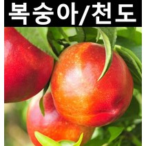 천도복숭아(신비) 접목1년(뿌리) 1개/나무 묘목/과실수/유실수
