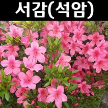 서감(석암) 왜철쭉 키40cm(뿌리) 1단 5주묶음/나무 묘목/꽃나무/조경용/철쭉류