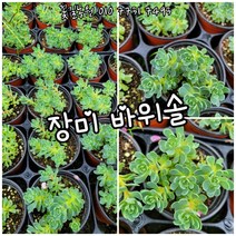 장미바위솔 01 특 랜덤 공기정화식물/미세먼지/공기정화효과 공기정화식물