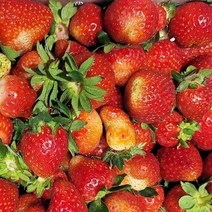 겨울딸기 생딸기 고랭지 산지직송 일반 못난이 (택1), 못난이 겨울딸기 1kg(주스용)