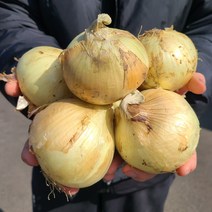 2022년 수확한 양파 햇양파 최상품 3kg 5kg 10kg