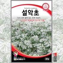 설악초 30립 / 일년생 꽃씨 씨앗 화단 정원 꽃밭, 1개