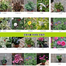 초화식물 공기정화식물 모음 무늬클로버 애기무늬아이비 비누풀꽃 무늬빈카 너도부추 카메레온 뱀무 마가렛 엔젤트럼펫 스웨디시 아기별꽃 아게라덤 패랭이 둥굴레 가자니아 풍란 오색기린초, 무늬병꽃 화분3개