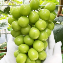 [농장직송] 국내산 고당도 샤인머스켓 선물세트 1kg 2kg 씨없는 포도 샤인머스캣 선물세트, 7. 고당도 샤인머스켓 2kg(2~4수), 1개