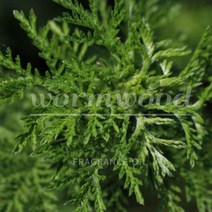 쑥 국내 FO 프래그런스 오일 인센스 디퓨저 캔들 석고방향제 만들기 향오일 재료 용량별, 1L, 1개