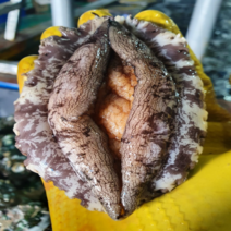 [산지직송 가정용 선물용] 완도 직거래 활 전복 특대 선물세트 2kg / 꼬마전복 미니전복 1kg 30미 40미 50미 당일배송 내일도착, 1-3) [   중   ] 1kg 32-37미