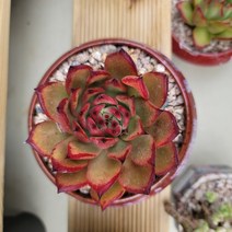 [보금이다육] 몰게인 (화분포함) - 135