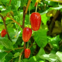 [라이브묘목농원] 왕보리수나무 묘목 3년생