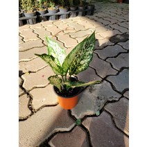 10~30cm 49 아글레오네마 사파이어 소품