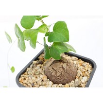 [구갑룡 중묘 0906] 홈가드닝 선인장 키우기쉬운 아프리카 다육이 공기정화 특이한 귀여운 예쁜 희귀한 인테리어 생일 소형 작은 개업선물 리톱스 코노피튬 식물키우기