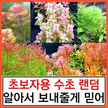 수초하우스) 초보자용 랜덤 수초 세트(알아서 보내줌), 심플세트