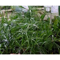 수생식물 / 시페루스 사각화분 (사초과) / 2주, 시페루스 사각화분 / 2주