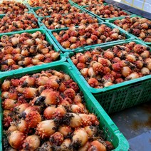 달해수산 싱싱한 활멍게 5kg, 1개