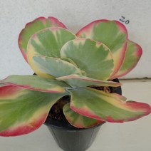 성심꽃화원 (성심꽃화원) 당인금 (대품 다육이), 1개